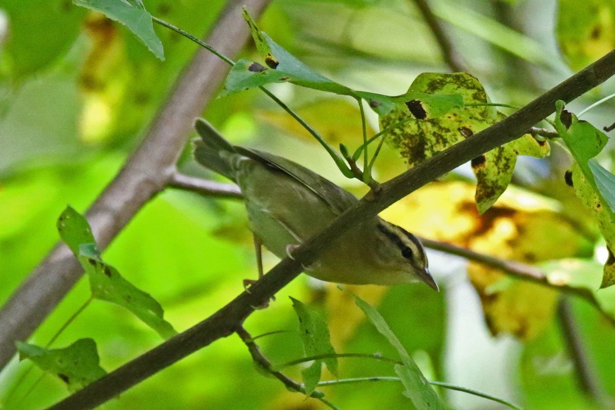 Worm-eating Warbler - ML266366761