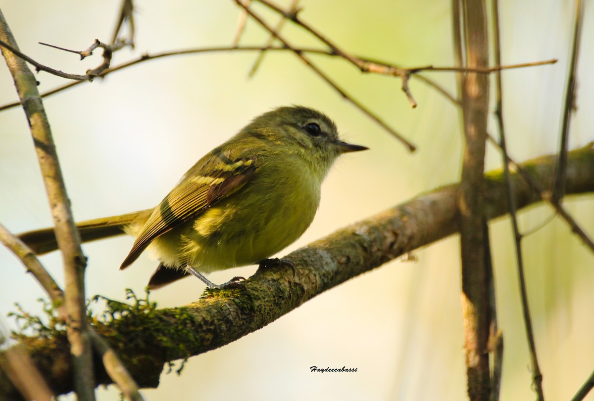 Mottle-cheeked Tyrannulet - ML266366781