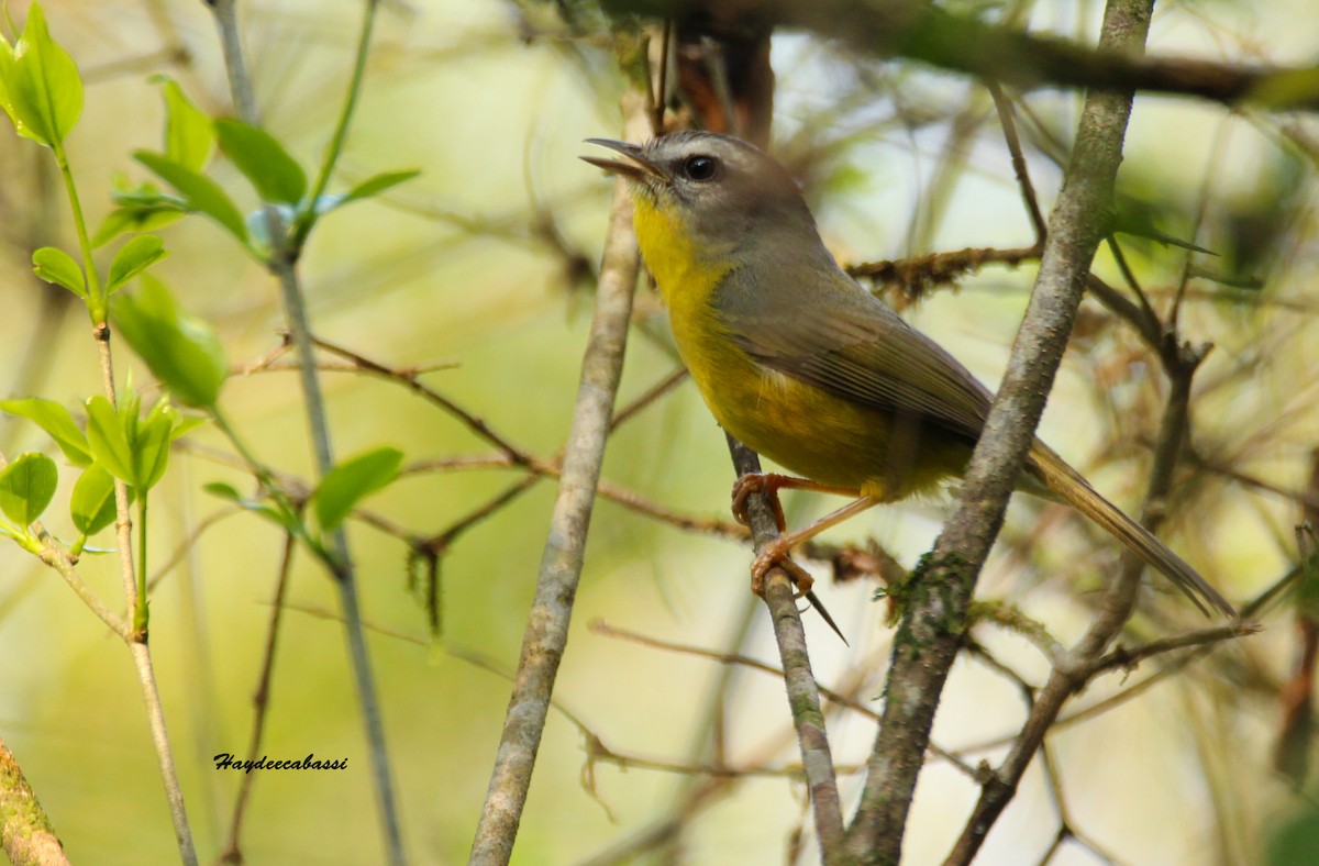 Golden-crowned Warbler - ML266367021