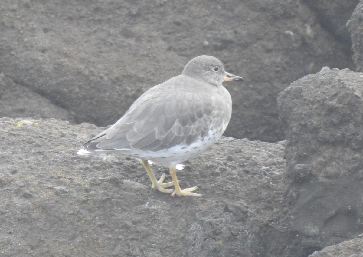 Surfbird - ML266368711