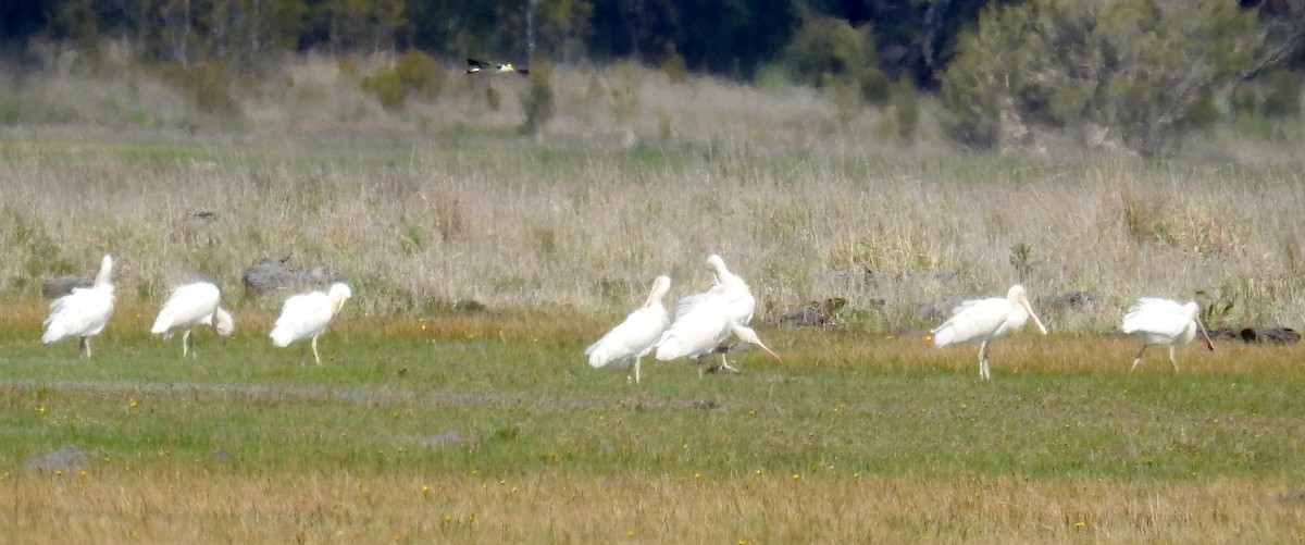 Yellow-billed Spoonbill - ML266370591