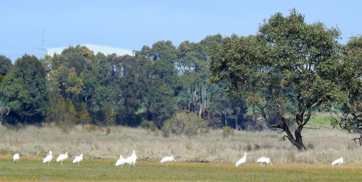 Yellow-billed Spoonbill - ML266370621