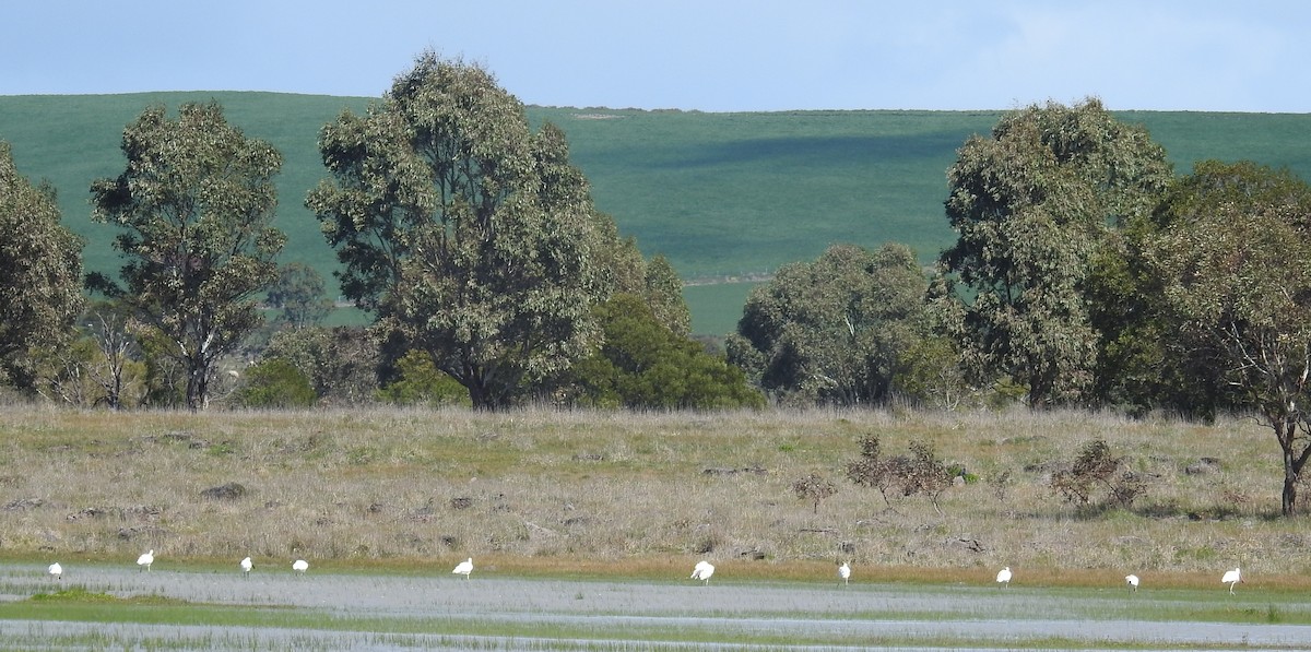 Yellow-billed Spoonbill - ML266370631