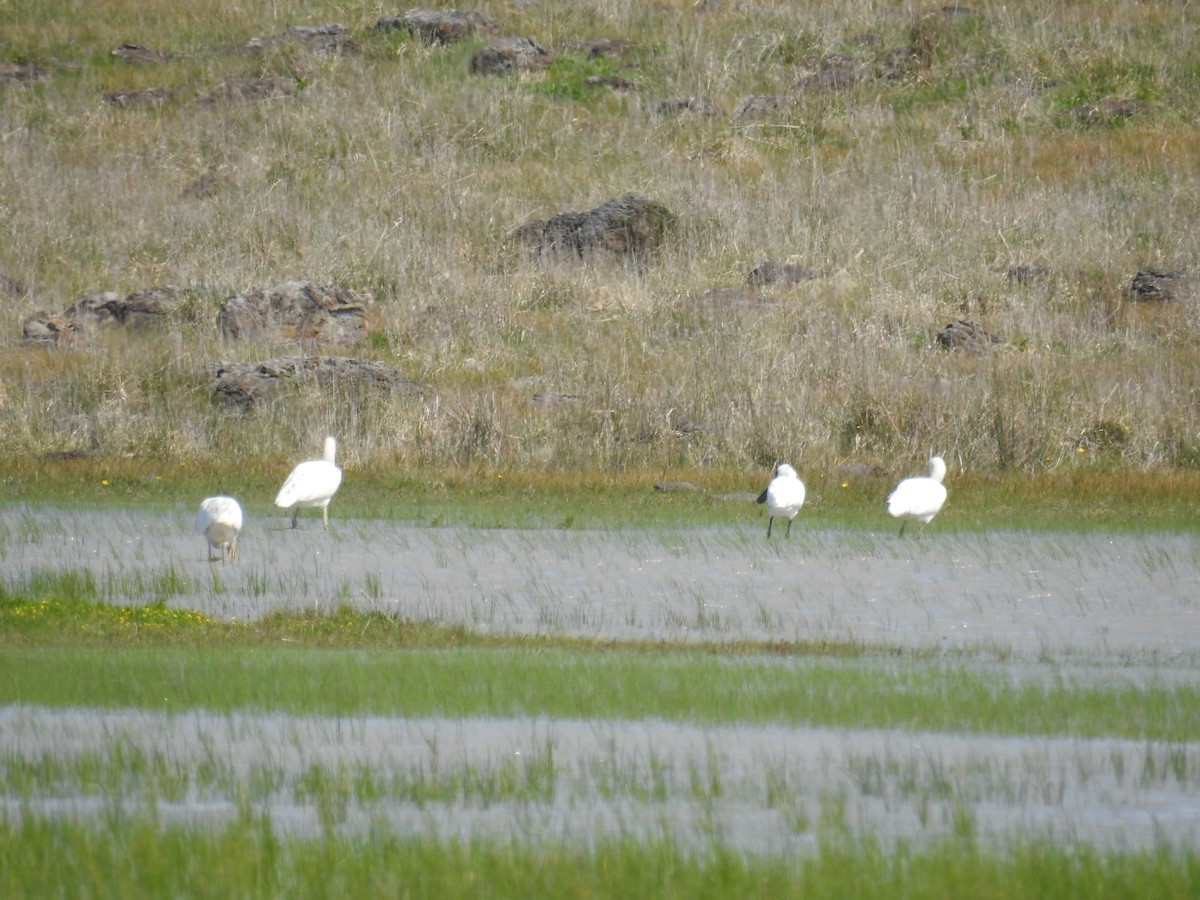 Yellow-billed Spoonbill - ML266370641