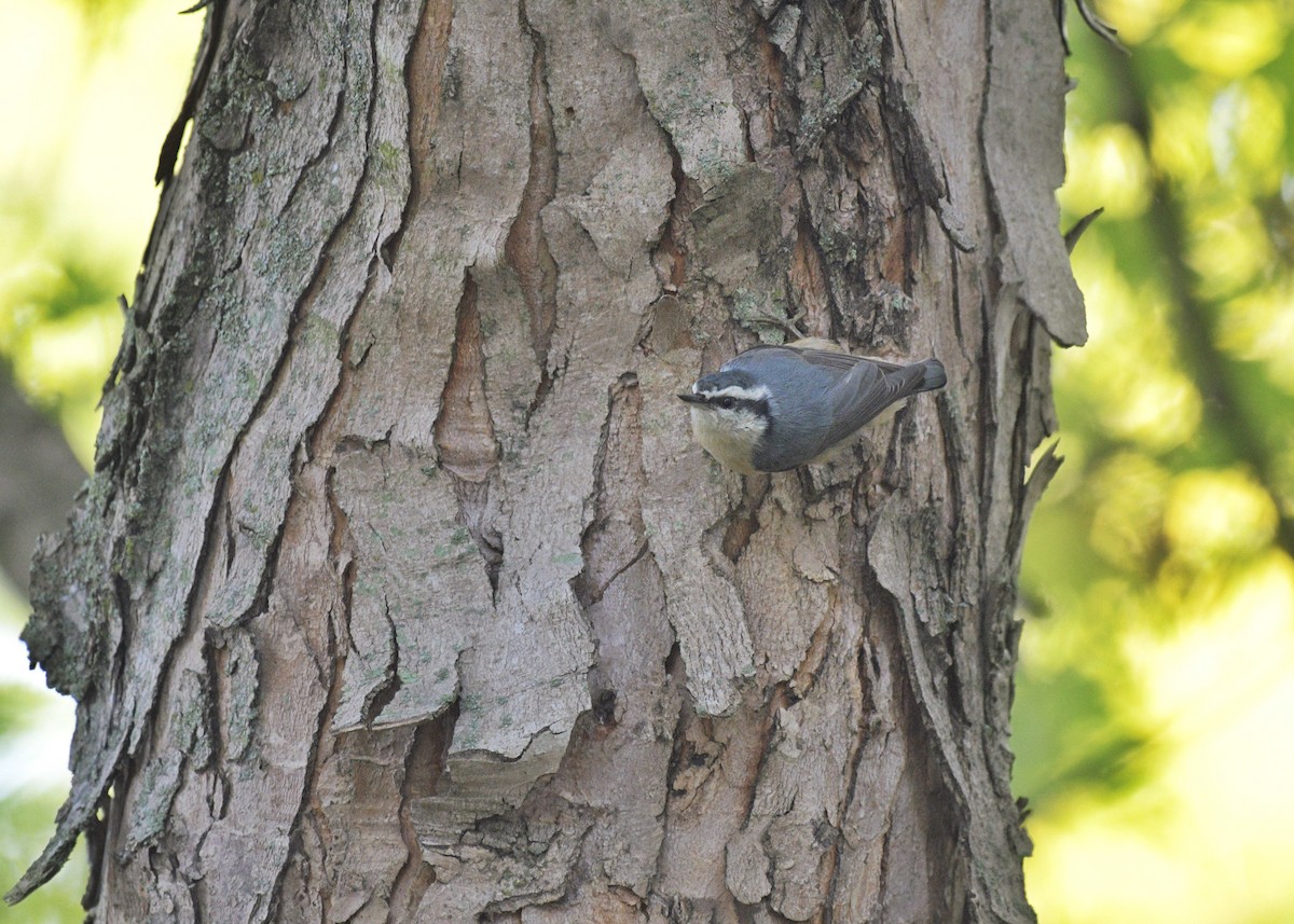 Red-breasted Nuthatch - ML266370681