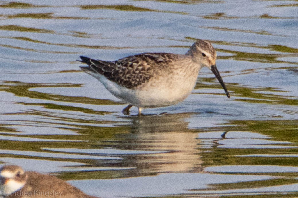 Stilt Sandpiper - Andrea Kingsley