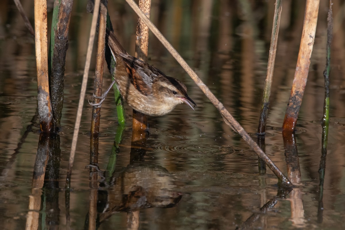 Wren-like Rushbird - ML266375001