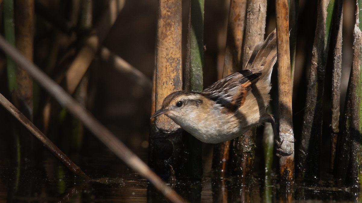 Wren-like Rushbird - ML266375051