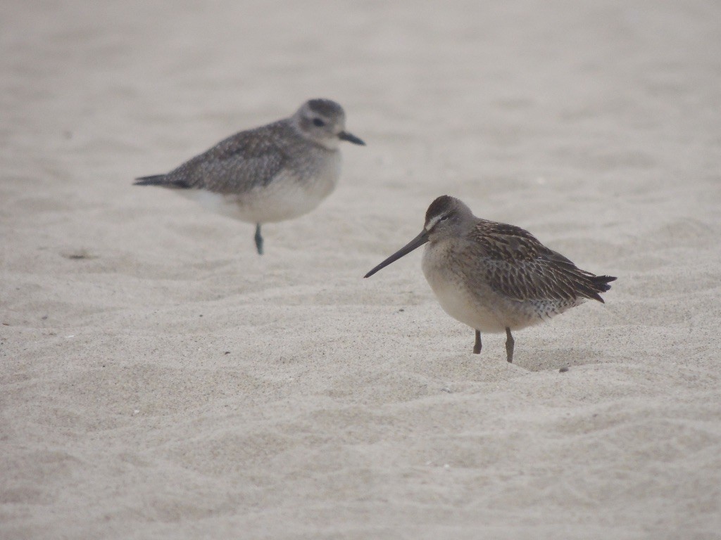 Short-billed/Long-billed Dowitcher - ML266375711
