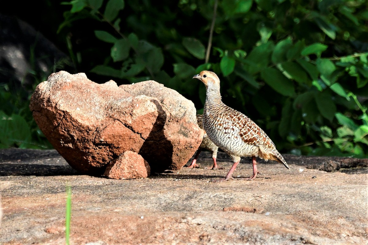 Gray Francolin - ML266378851