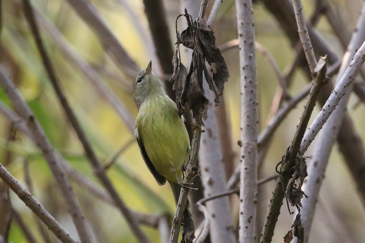 Orange-crowned Warbler (Gray-headed) - ML266380871