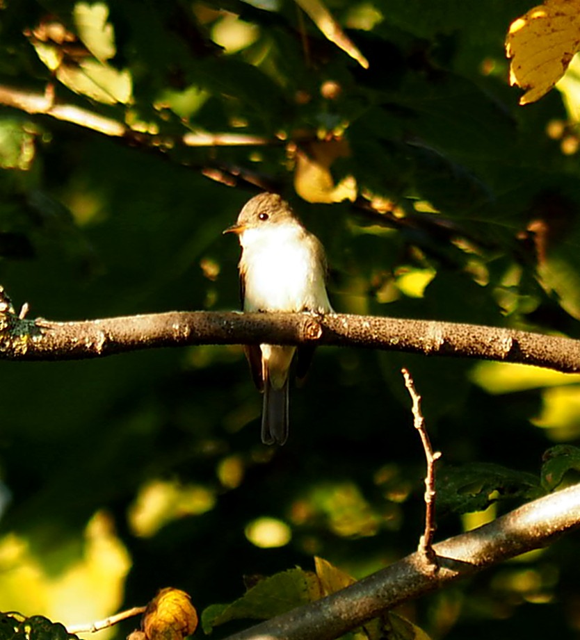 Eastern Wood-Pewee - ML266382511