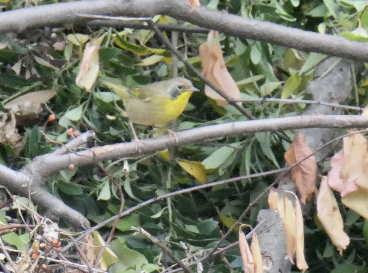 Common Yellowthroat - ML266382741