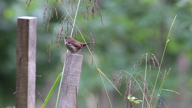 Northern House Wren (Northern) - ML266383951