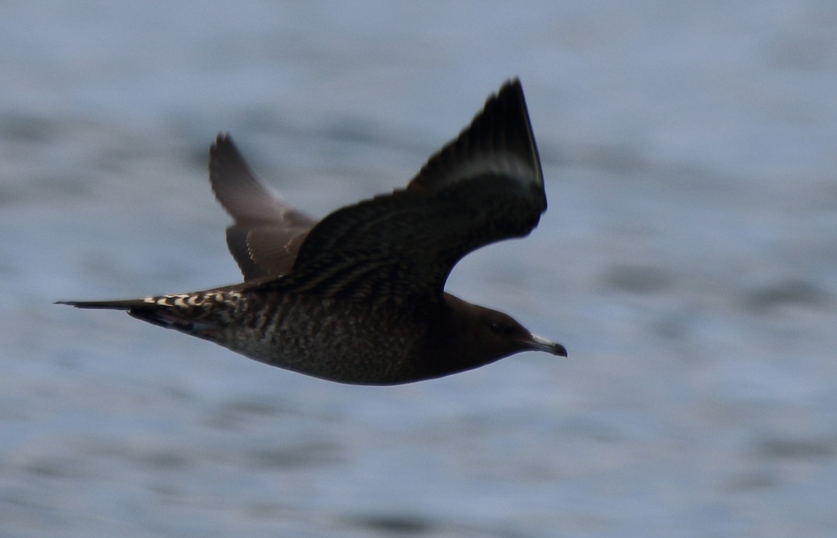 Parasitic Jaeger - Matthew Tozer