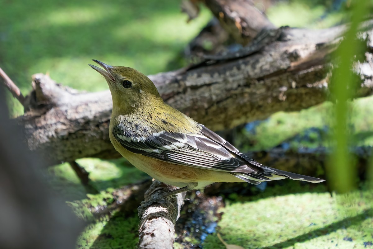 Bay-breasted Warbler - ML266385361