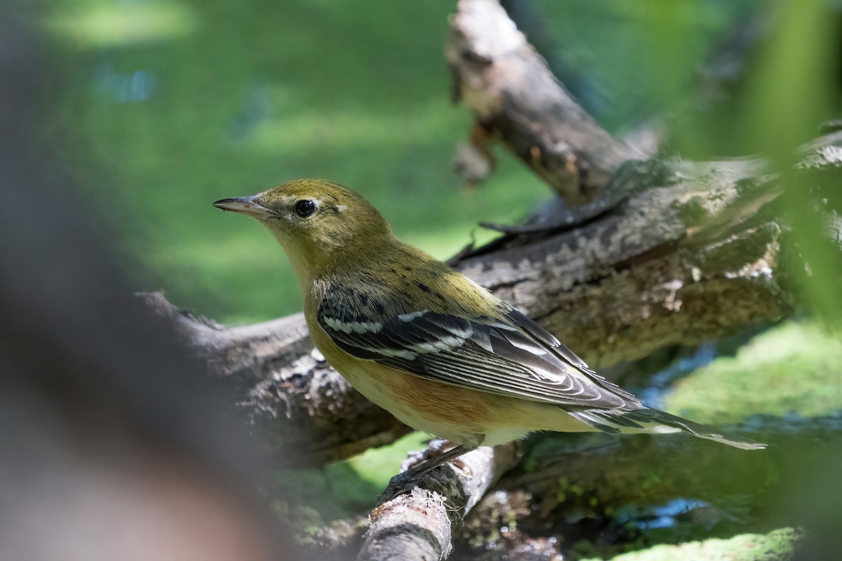 Bay-breasted Warbler - ML266385601