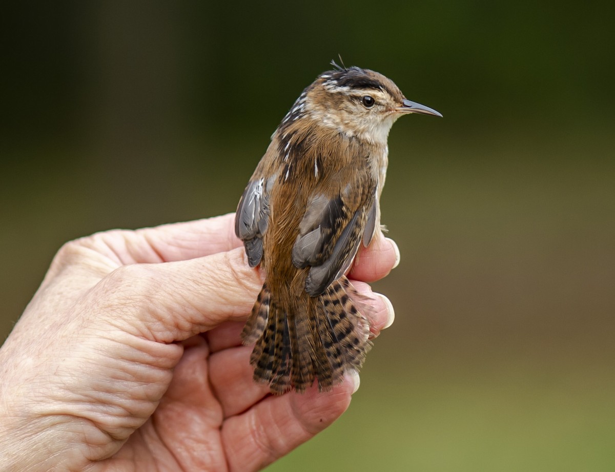 Marsh Wren - ML266386331