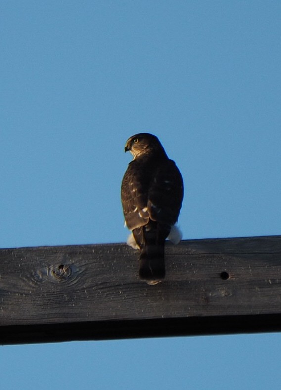 Sharp-shinned Hawk - ML266386961