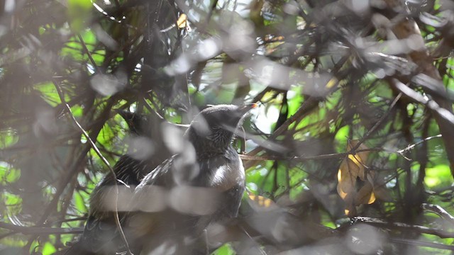 Little Wattlebird - ML266389991