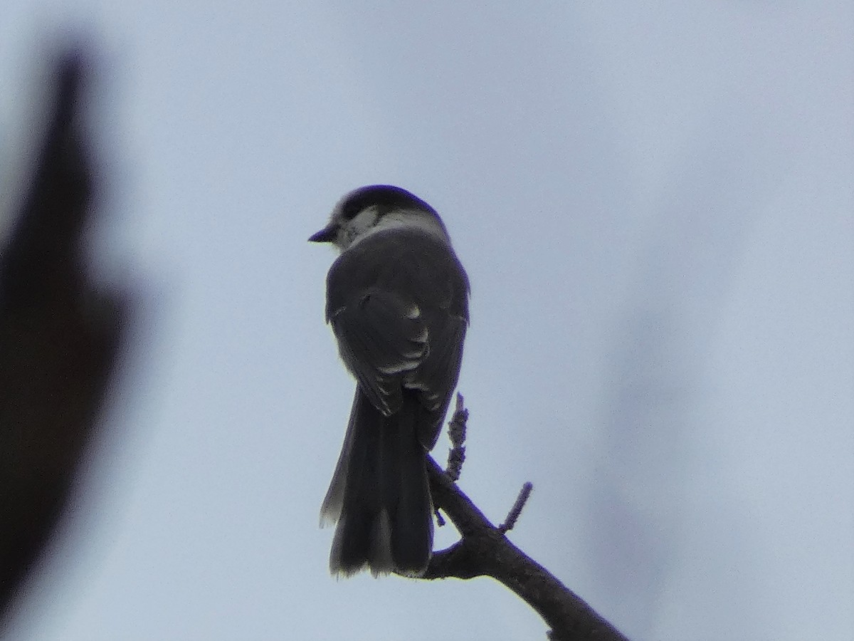 Canada Jay - ML266390281