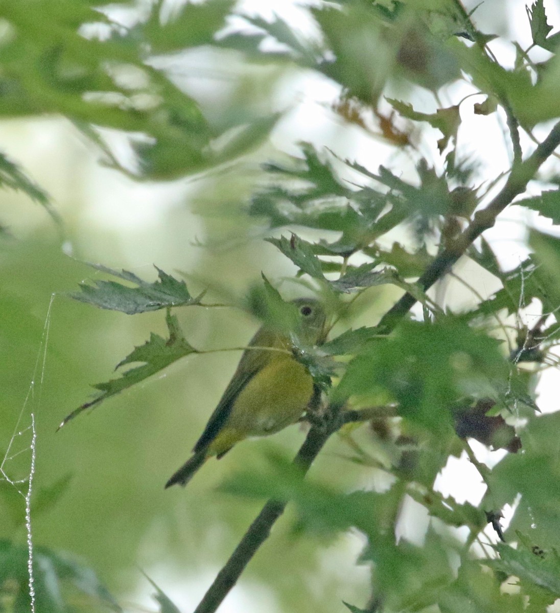 Nashville Warbler - ML266390301