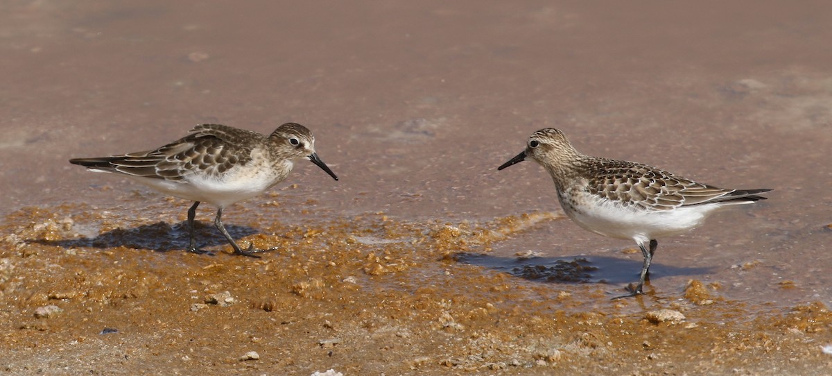 Baird's Sandpiper - ML266390521