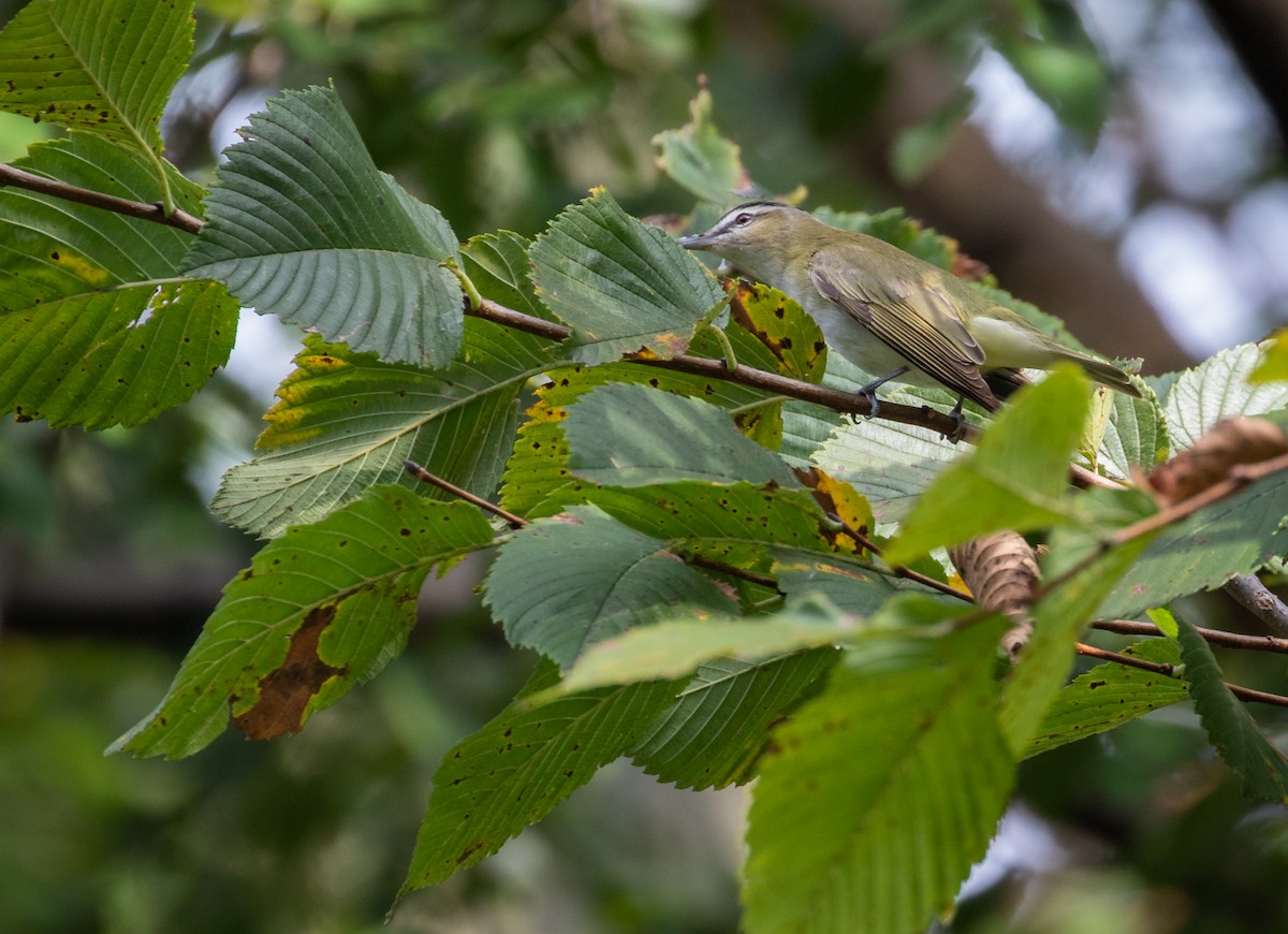 Red-eyed Vireo - ML266394591