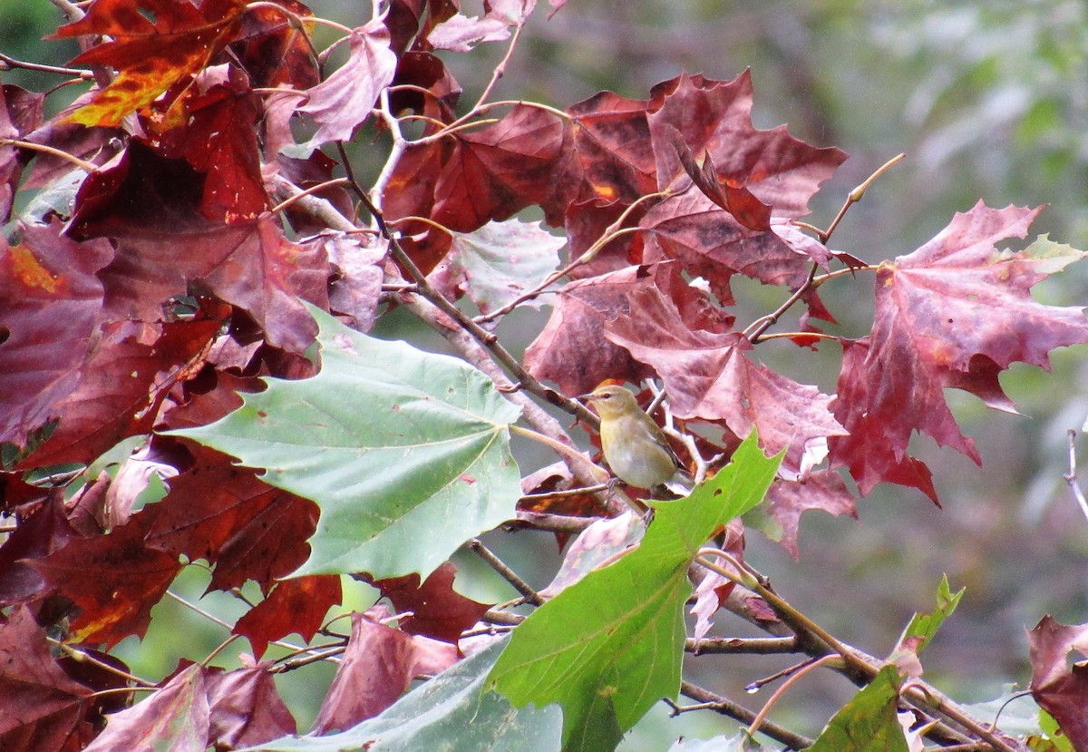 Tennessee Warbler - ML266395161