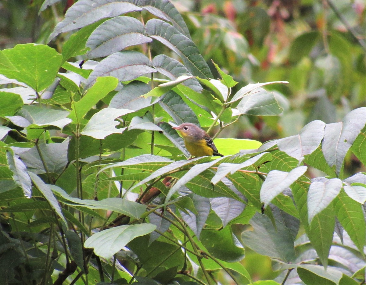 Magnolia Warbler - ML266395231