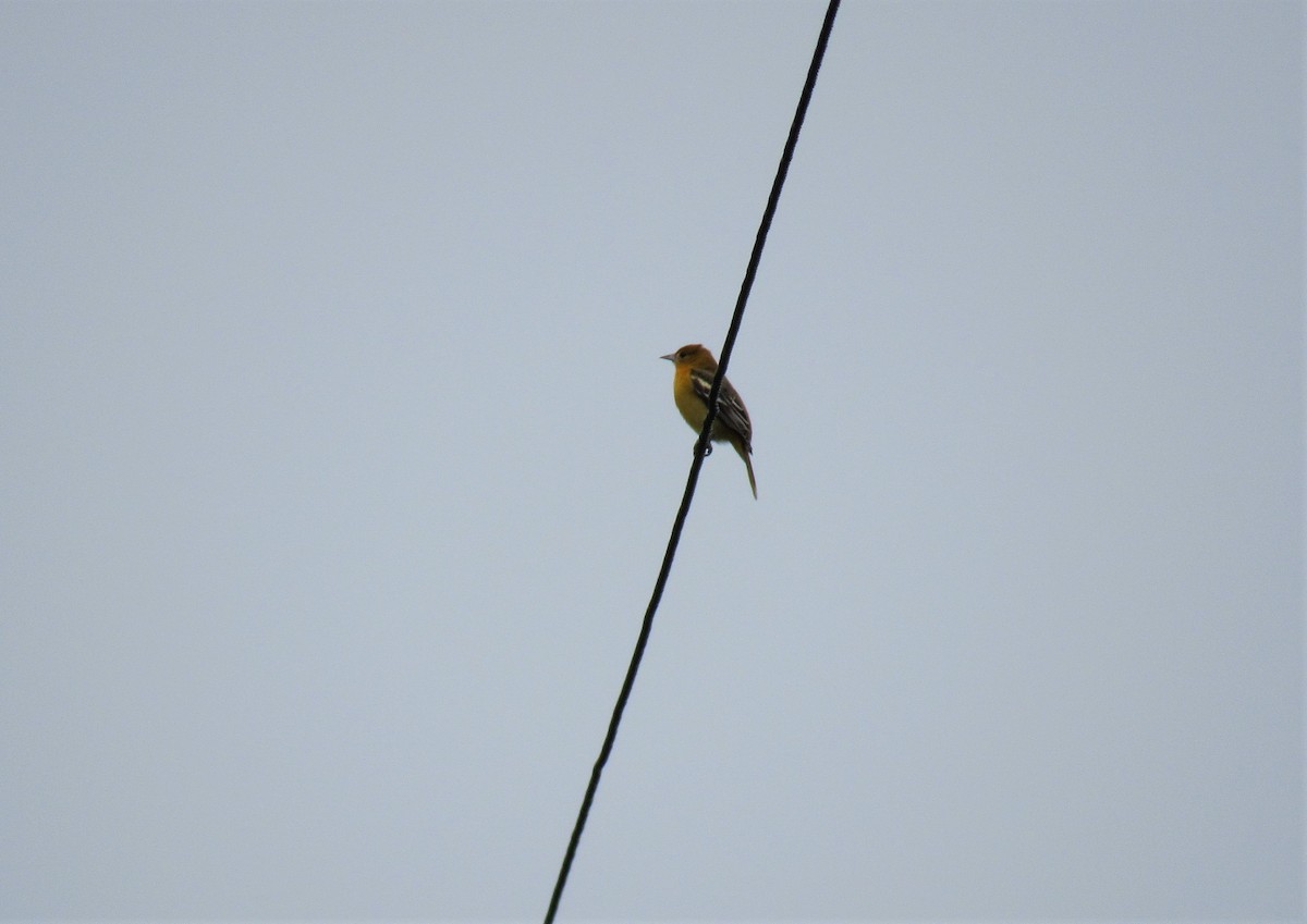 Baltimore Oriole - ML266395341
