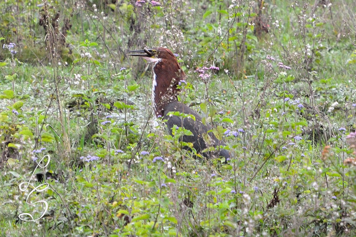 Rufescent Tiger-Heron - ML26639591