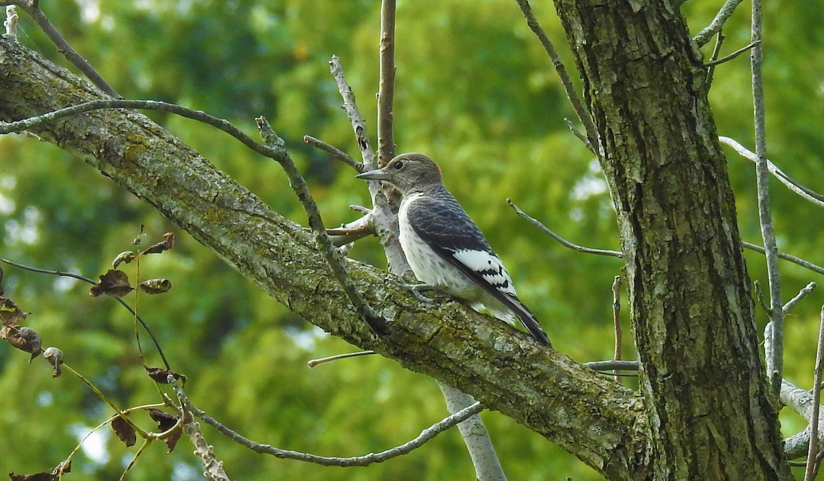 Red-headed Woodpecker - ML266397201