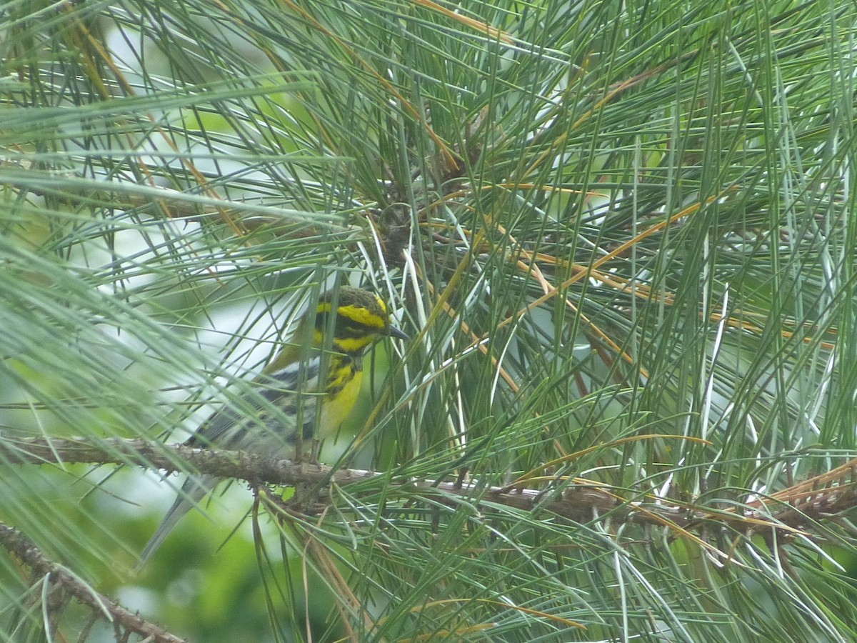 Townsend's Warbler - ML266398131