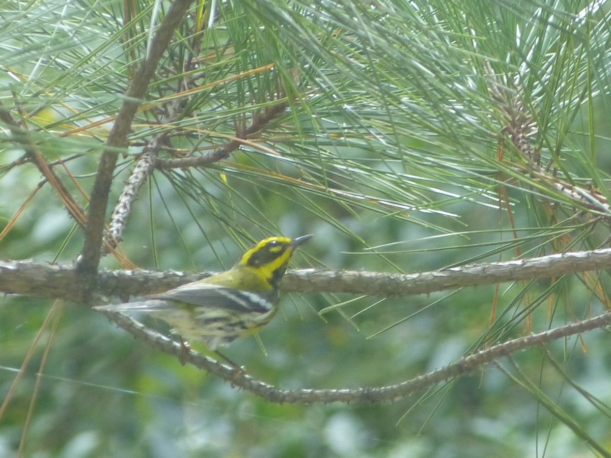 Townsend's Warbler - Matt Anthony