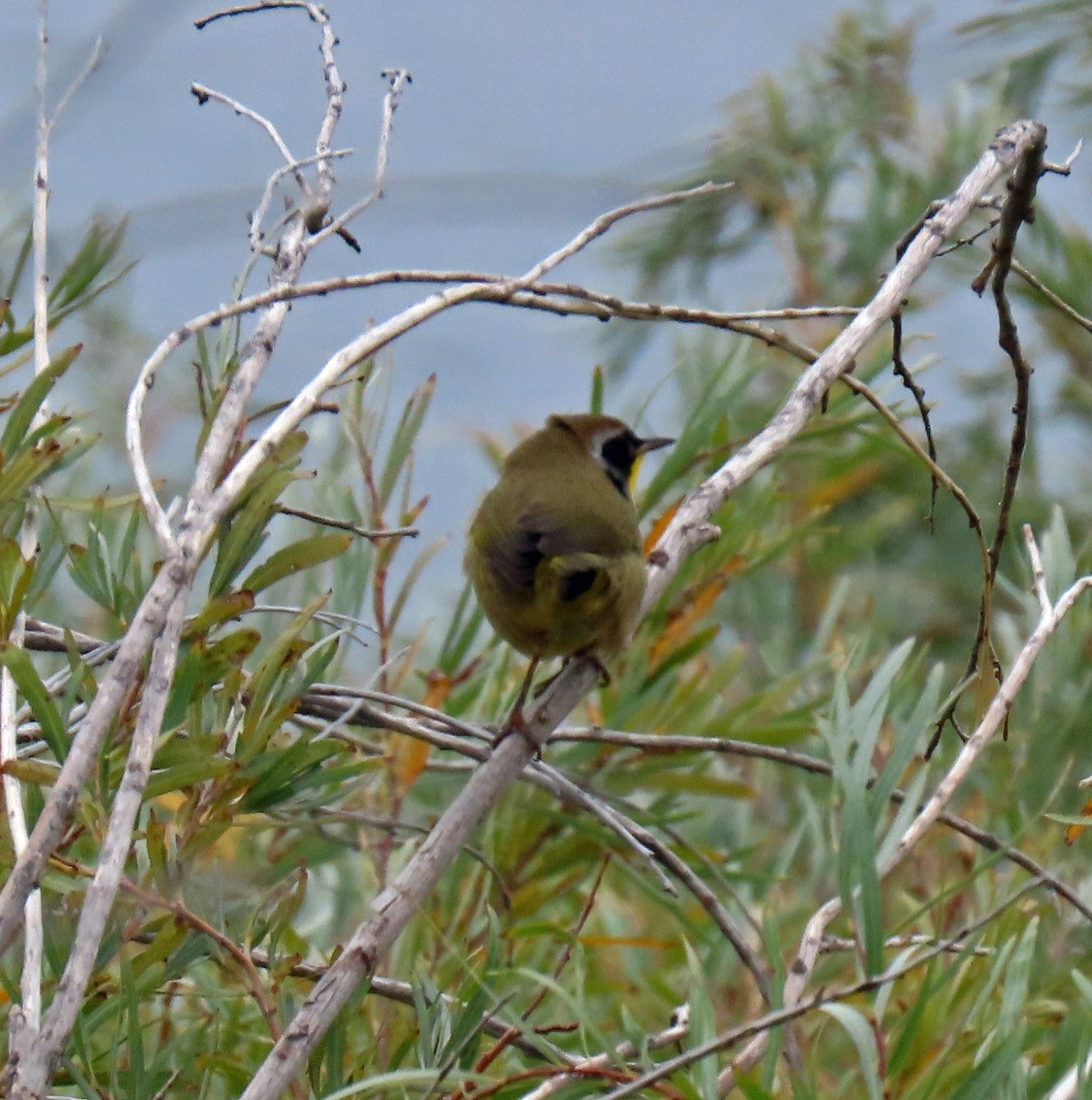 Common Yellowthroat - ML266398431