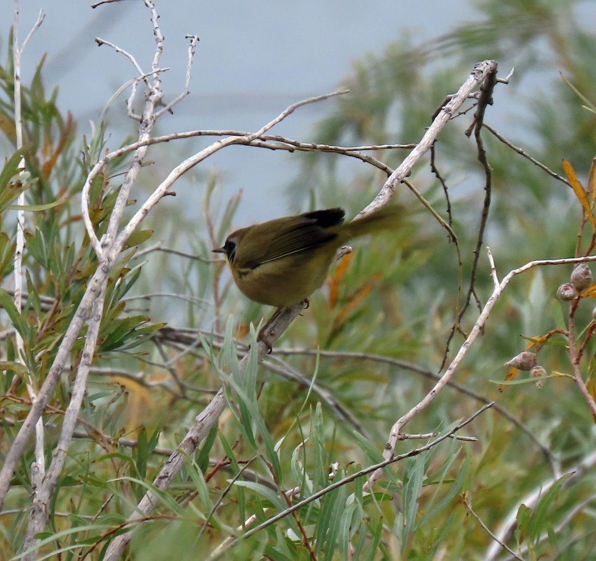 Common Yellowthroat - ML266398601
