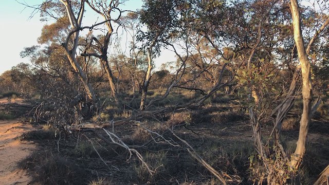 Striated Grasswren - ML266399031