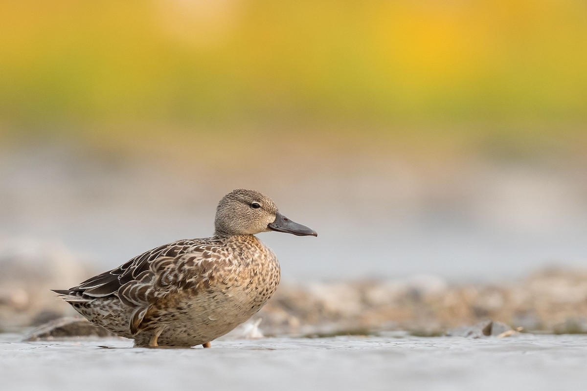 Blue-winged Teal - ML266400521