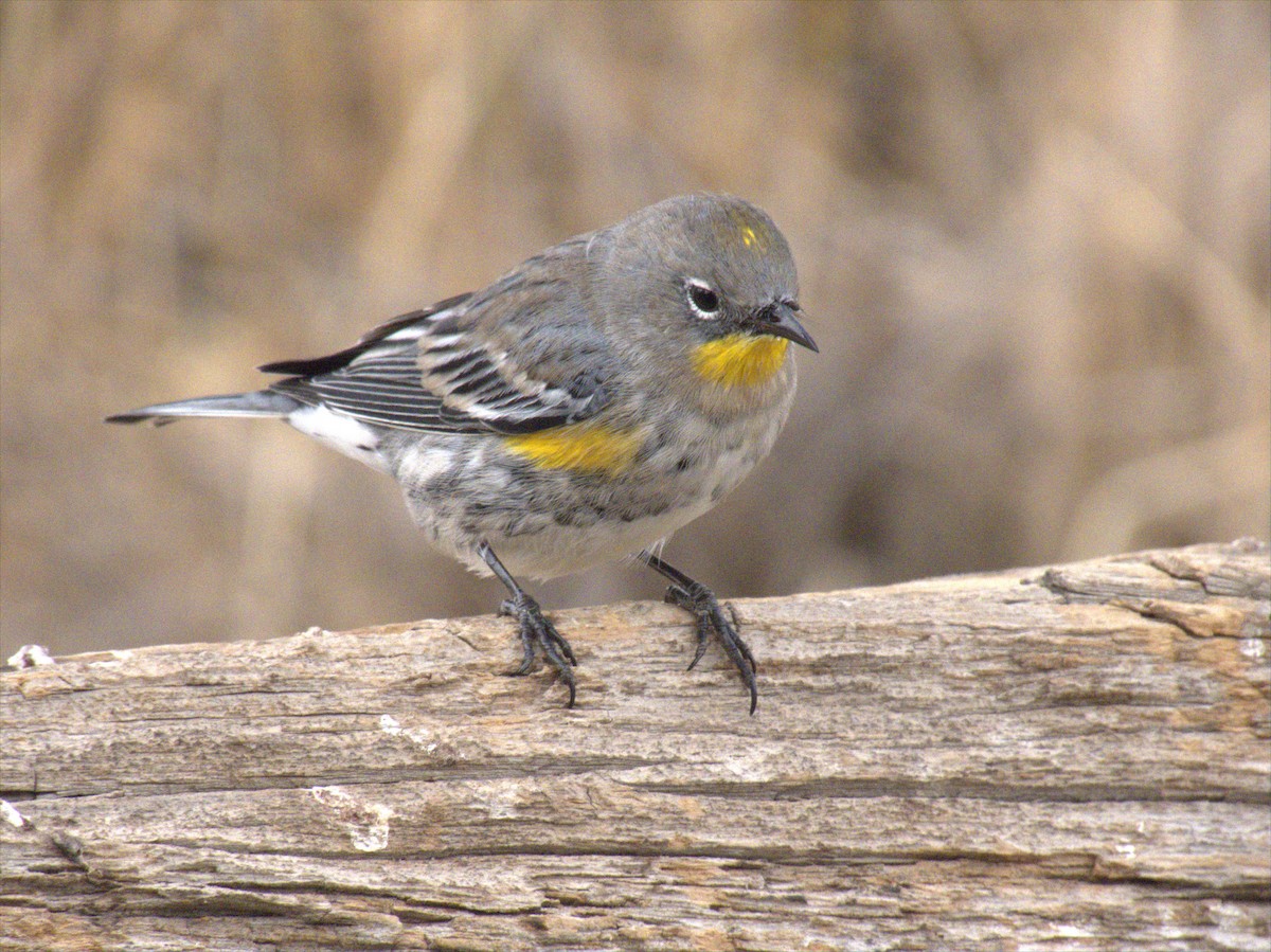 Yellow-rumped Warbler - ML266401071