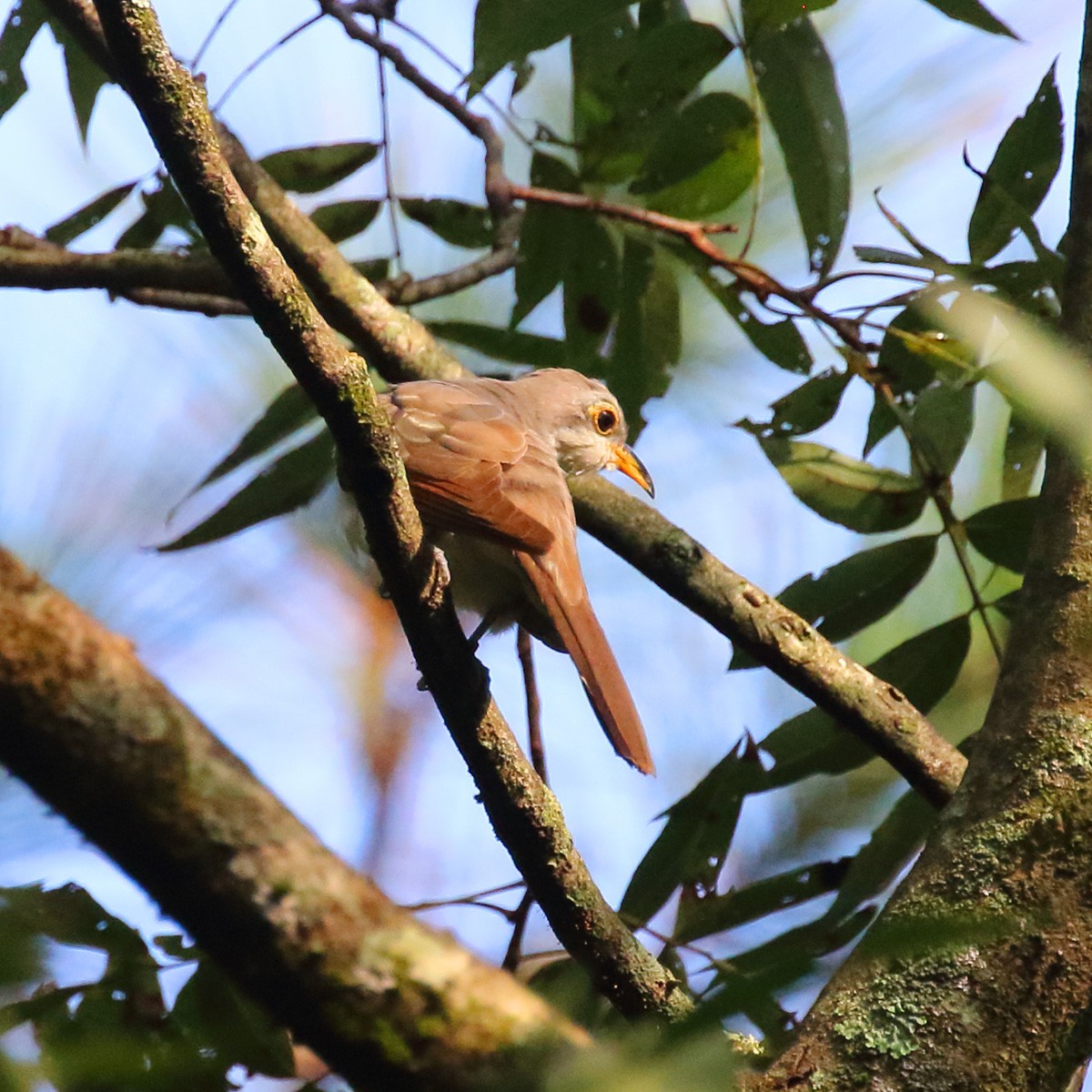 Yellow-billed Cuckoo - ML266401351