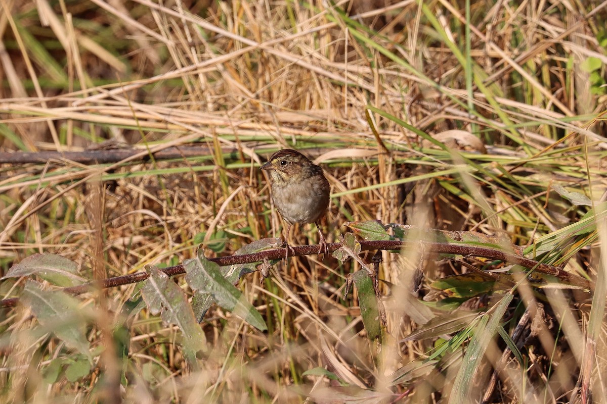 Swamp Sparrow - ML266401881