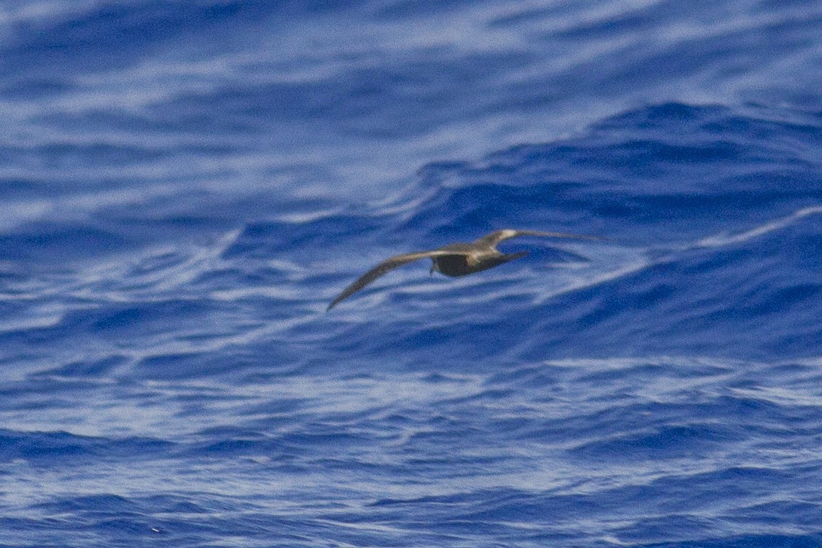 褐翅叉尾海燕 - ML26640251