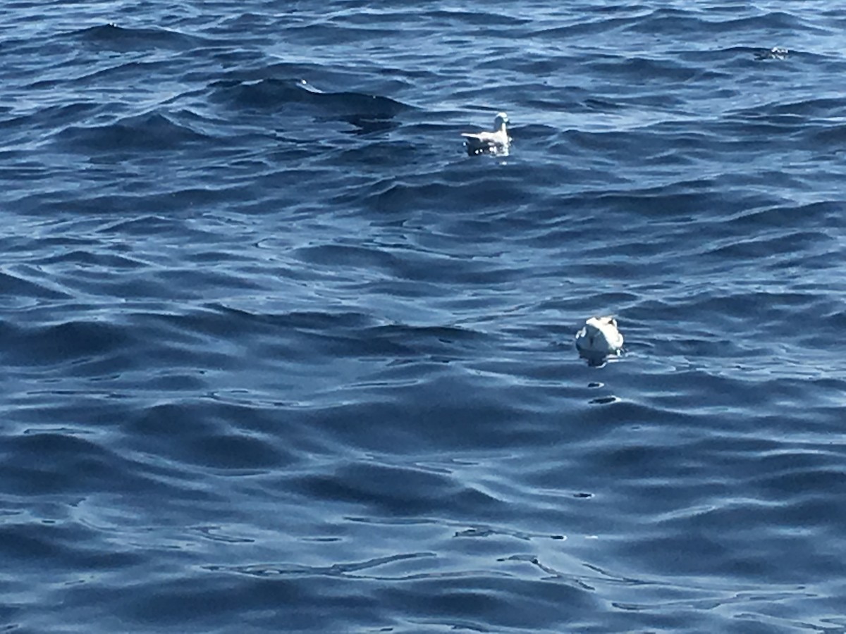 Northern Fulmar - Michael Henderson