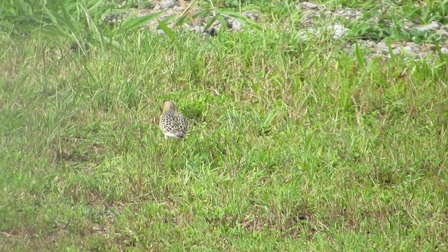 Buff-breasted Sandpiper - ML266405961