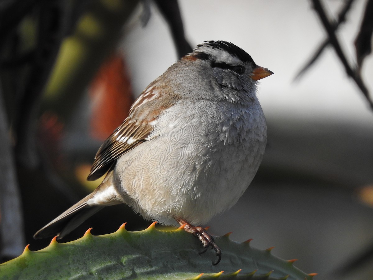 White-crowned Sparrow - Sue Murphy