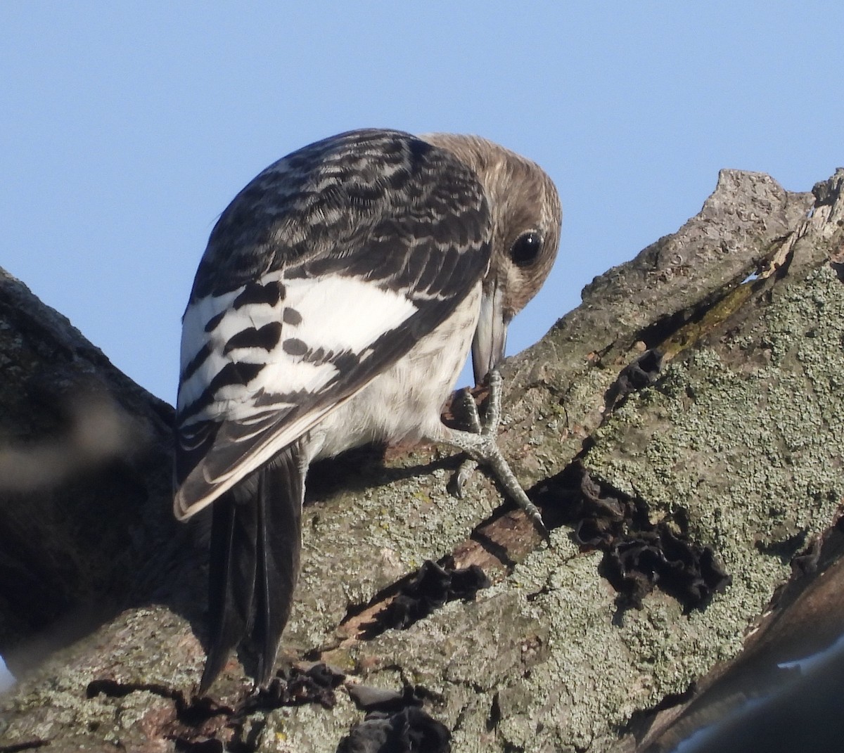 Red-headed Woodpecker - ML266407941