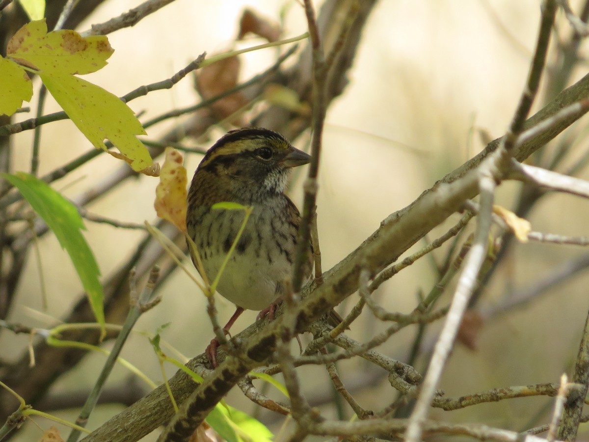 White-throated Sparrow - ML266409221