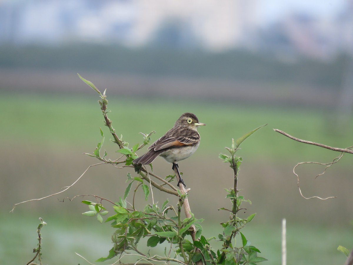 Spectacled Tyrant - ML266409611