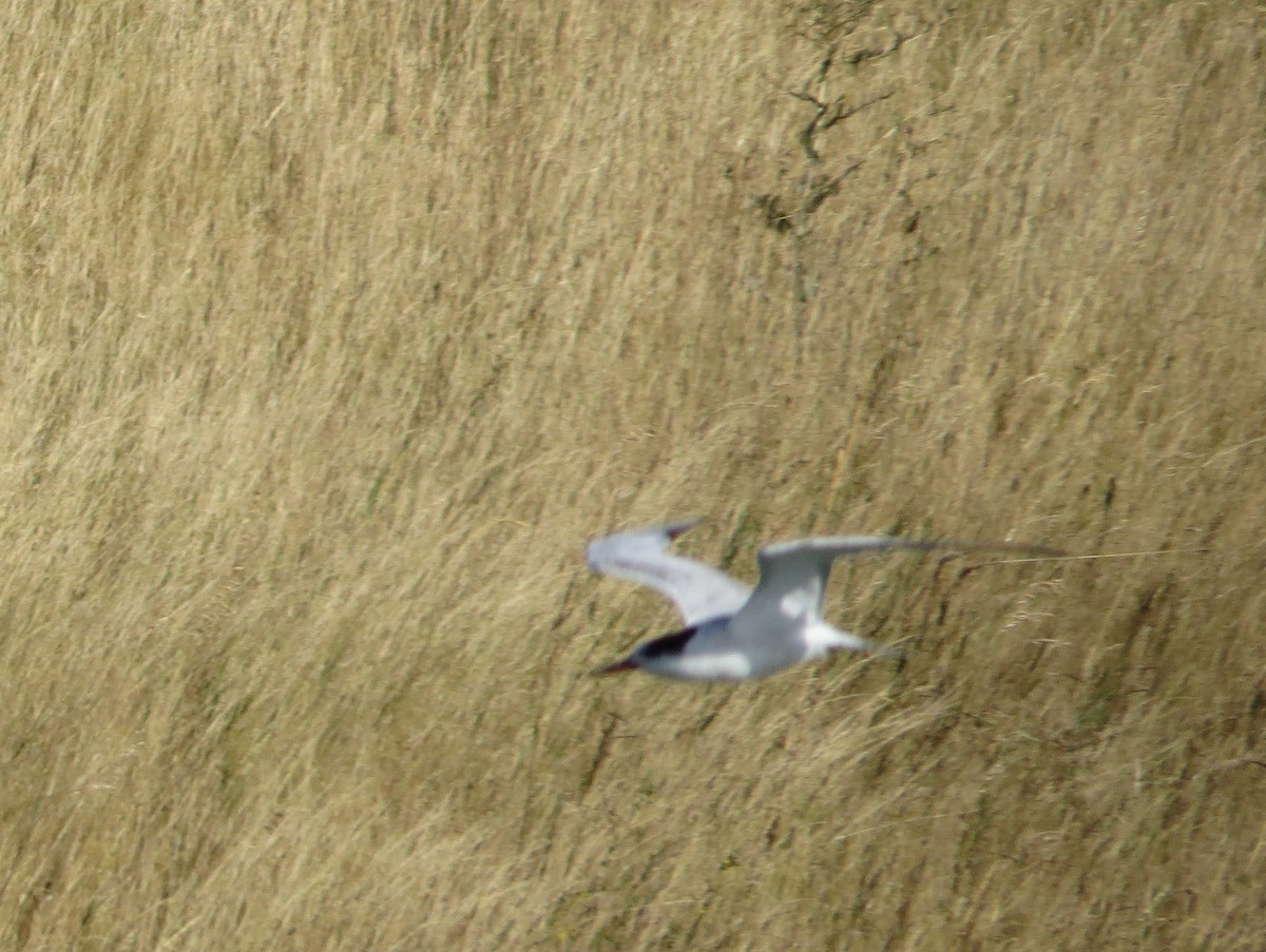 Common Tern - Asher  Warkentin